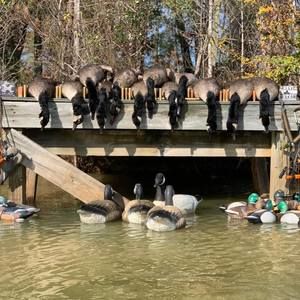 Meet your Posher, Kane